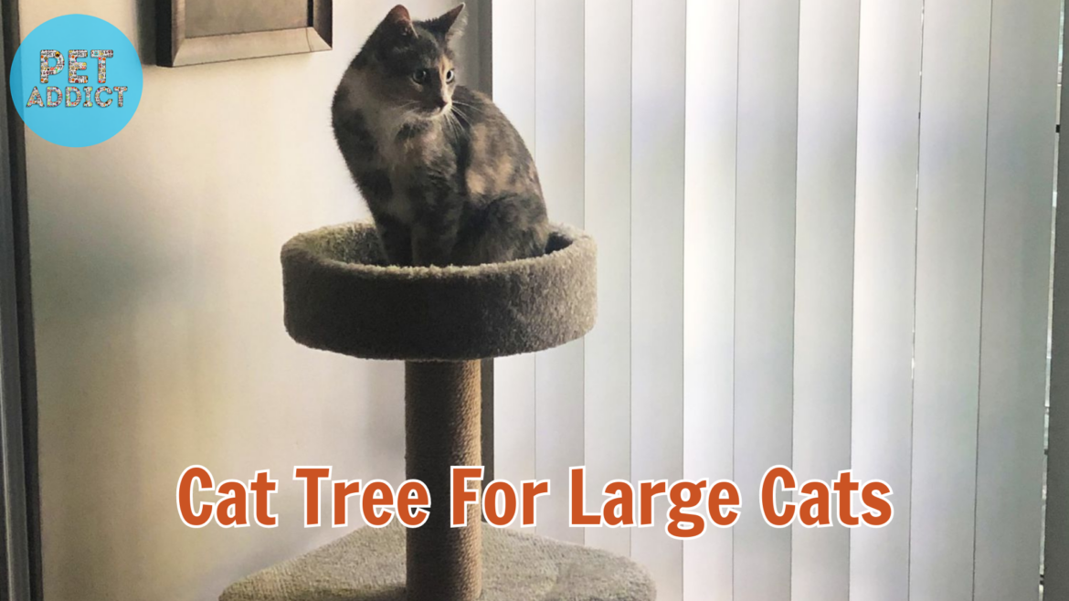 Elevating Playtime: Cat Tree For Large Cats