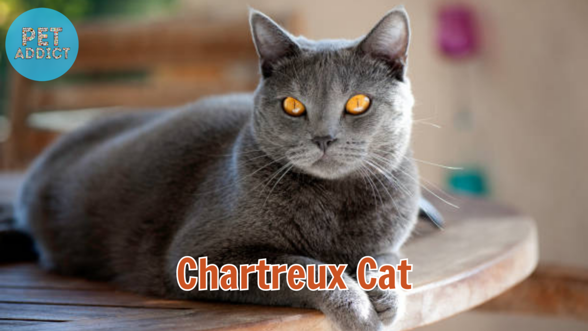 Chartreux Cat: Mysterious Elegance and Endearing Charms