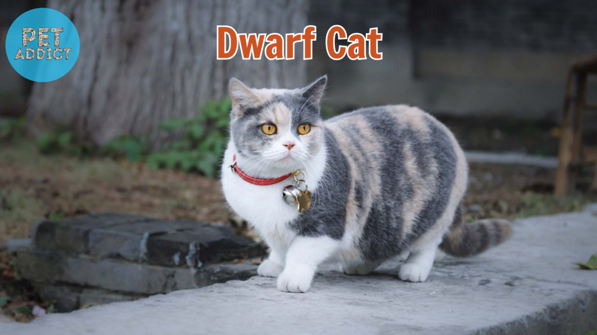 Top 5 Dwarf Cat Breeds: Discovering Adorable Miniature Felines