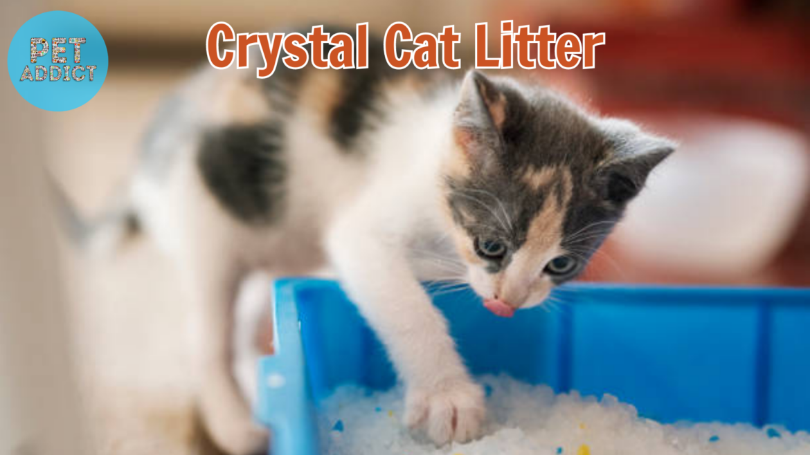 Crystal Cat Litter: A Cleaner Choice for Your Feline Friend