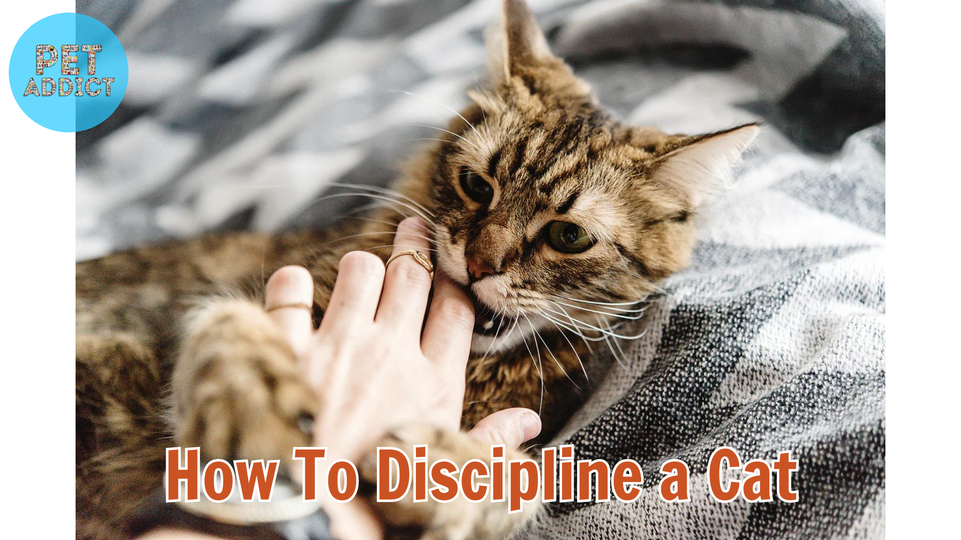How to Discipline a Cat – Effective Ways
