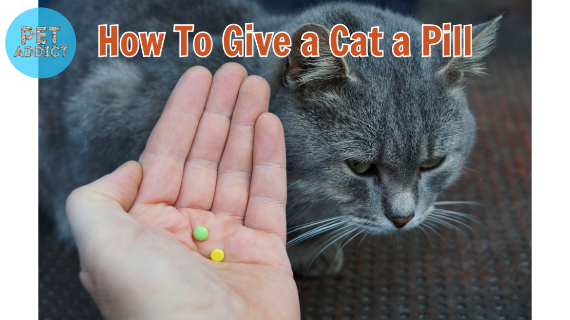 Administering Medication: How To Give a Cat a Pill