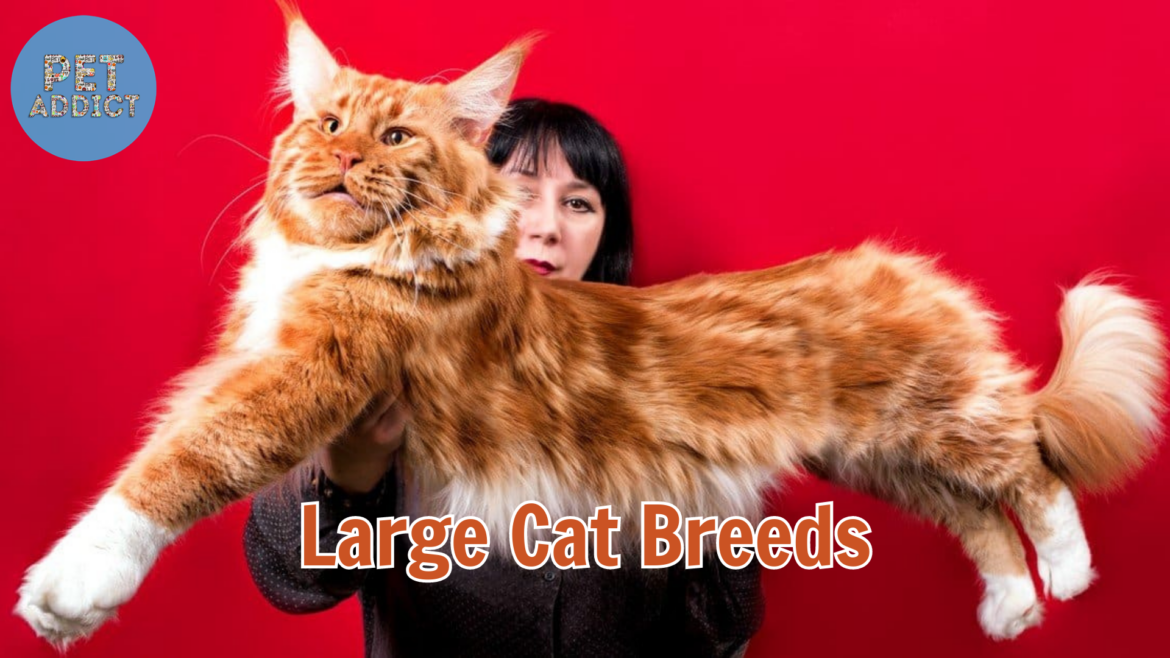 Exploring 5 Large Cat Breeds with Impressive Stature