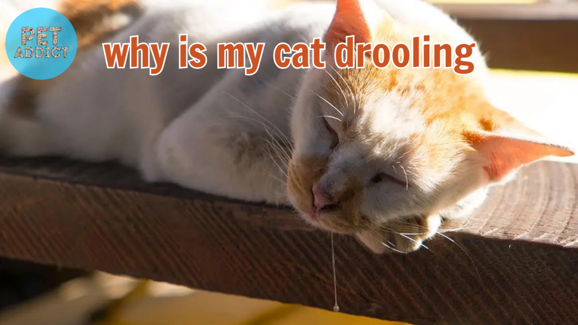 Why Is My Cat Drooling? Understanding the Common Causes