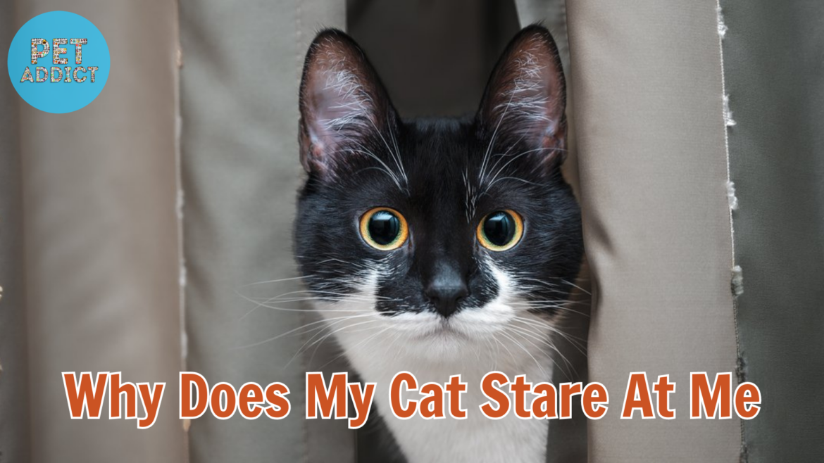 Why Does Your Cat Stare at You? – The Mysterious Gaze