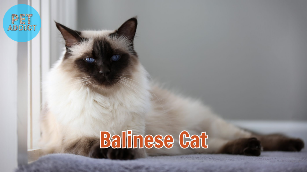 The Balinese Cat: Grace, Elegance, and Health Considerations
