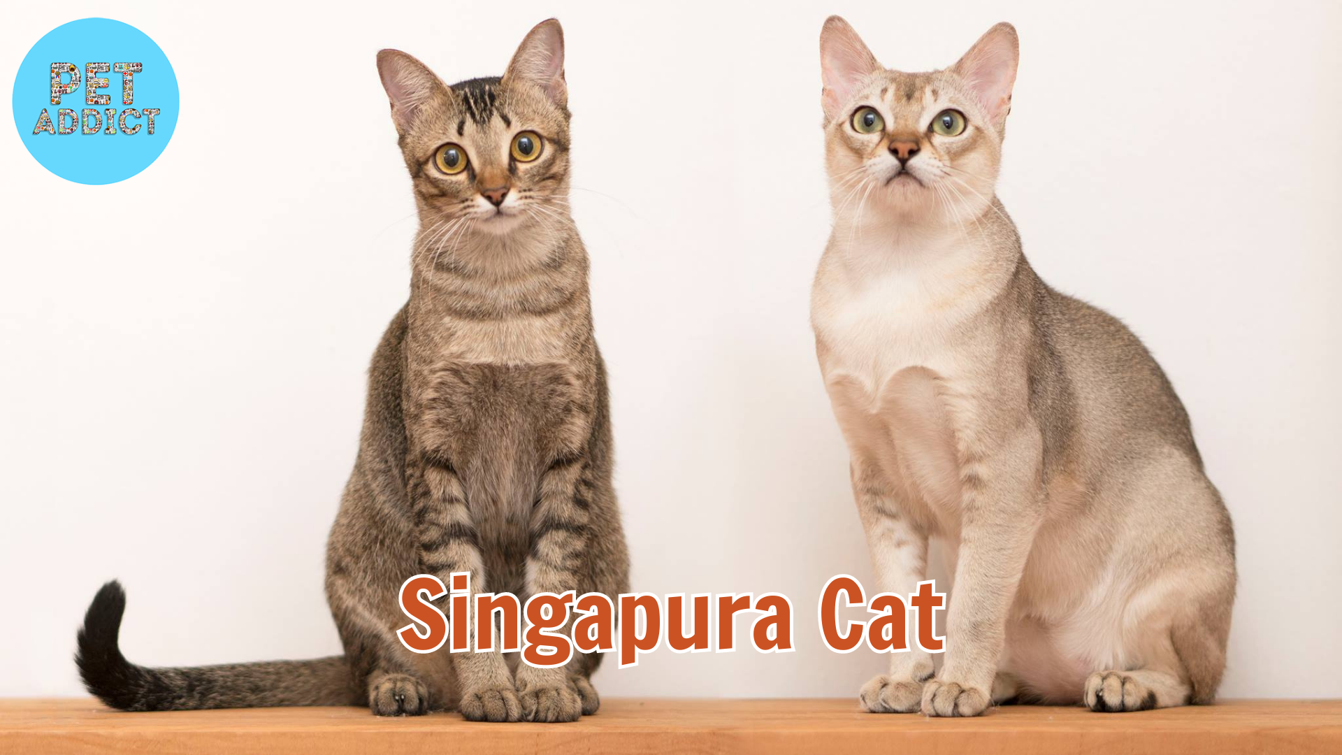 The Singapura Cat: A Miniature Marvel with a Big Heart