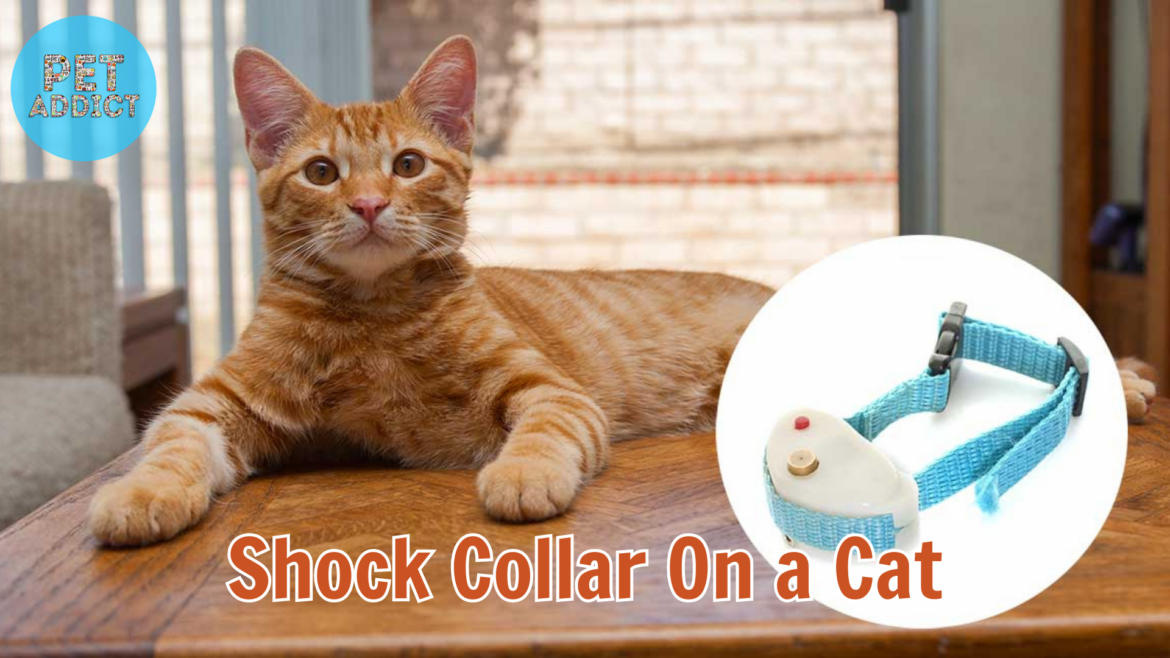 Shock Collar on a Cat: Why It’s Not a Humane Choice