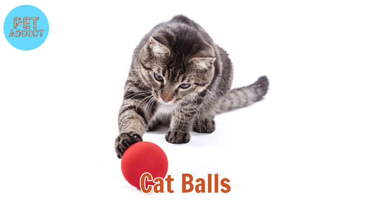 The World of Cat Balls: Exploring Play, Behavior, and Enrichment