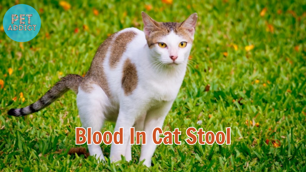 Blood in Cat Stool: Causes, Concerns, and How to Deal with It