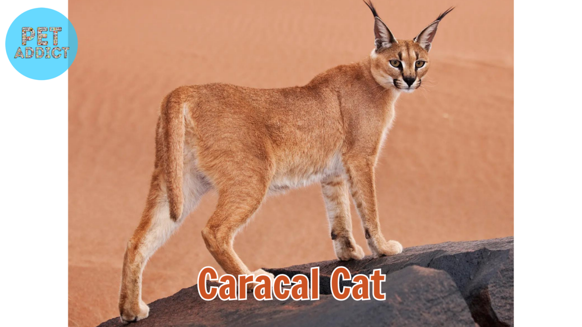 Caracal Cat: A Majestic and Enigmatic Feline