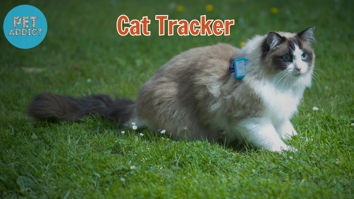 All You Need to Know About Cat Tracker: A Comprehensive Guide