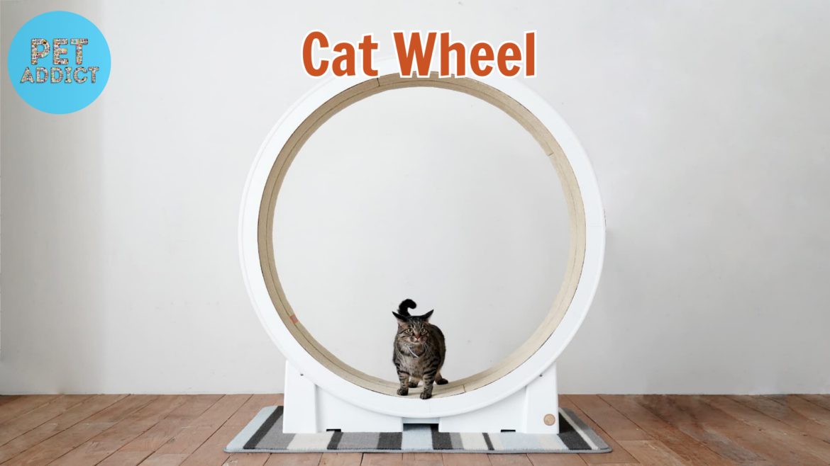 All You Need to Know About Cat Wheel
