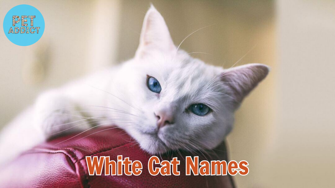 The Ultimate Guide to Choosing Unique White Cat Names