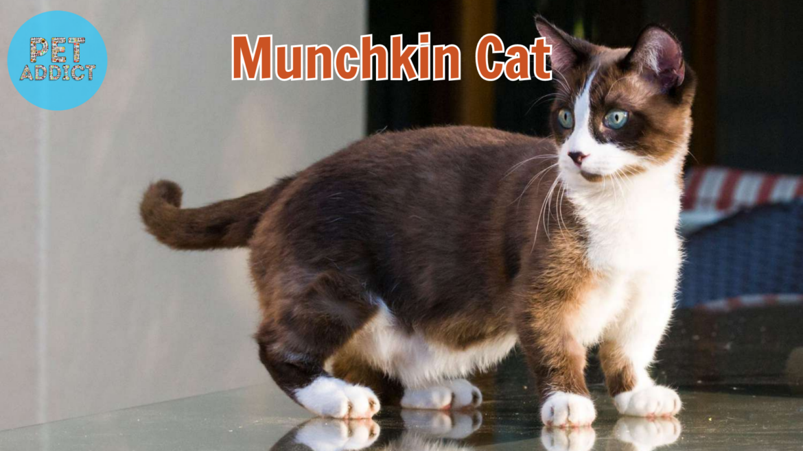 Munchkin Cats: A Quirky and Adorable Breed with Short Legs
