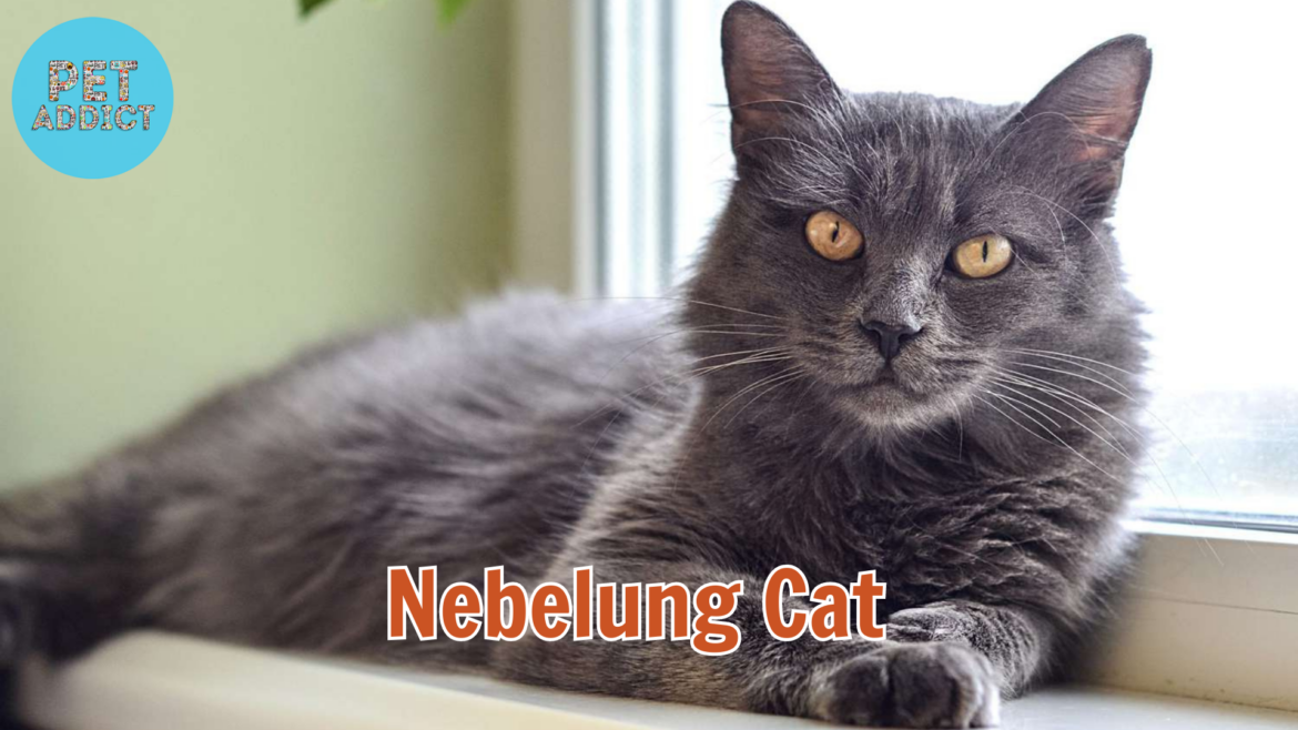 Nebelung Cat: Elegance and Enigma in Every Gaze