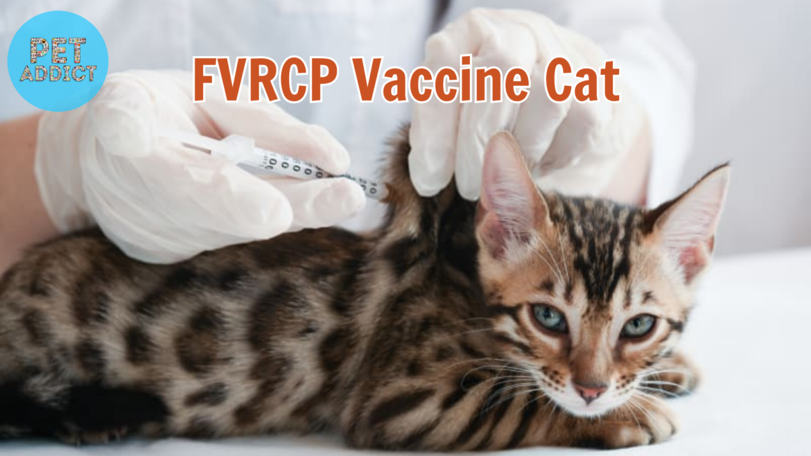 FVRCP Vaccine Cat: Protection and Prevention