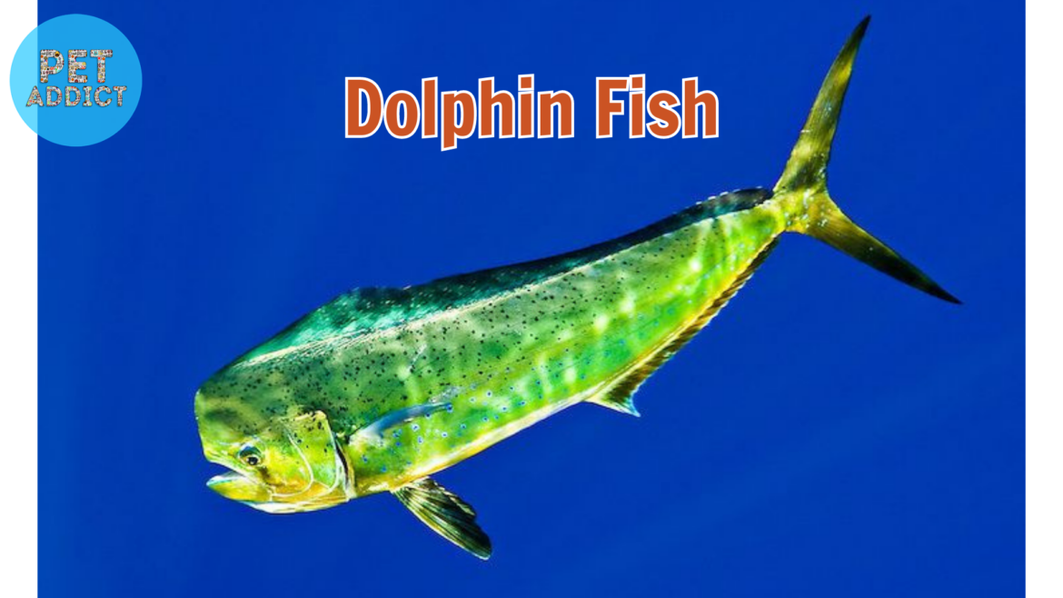 Dolphin Fish: Unveiling the Wonders of the Ocean