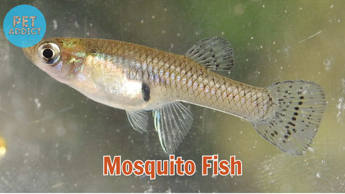 Mosquito Fish: Natural Pest Control for Your Pond or Aquarium
