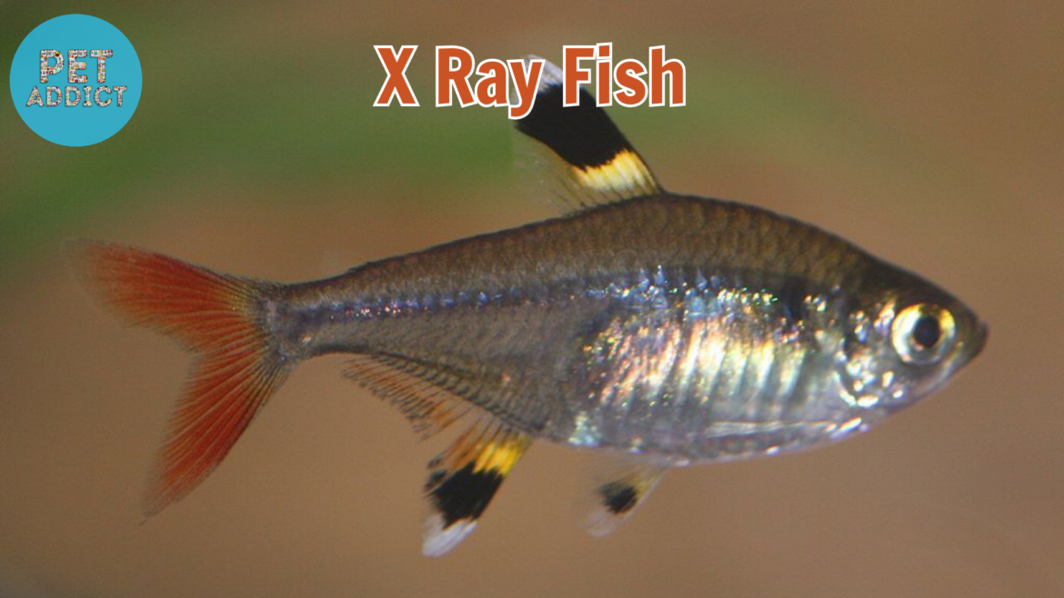 X-Ray Fish: Revealing the Mysteries of Transparent Beauty