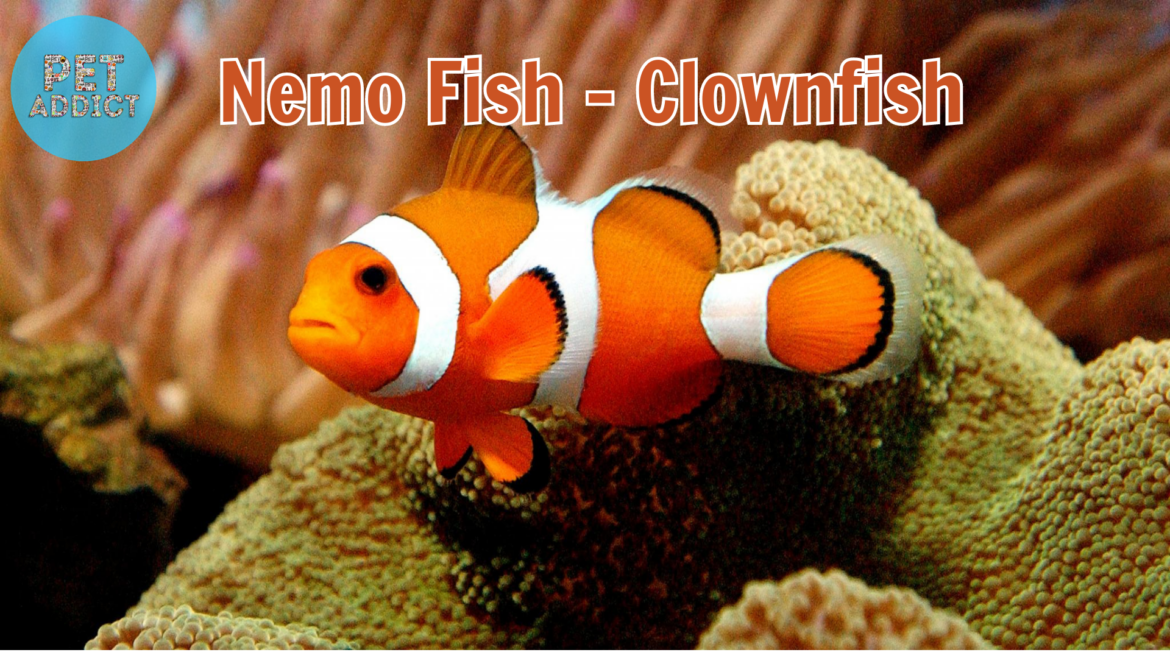 Nemo Fish: Exploring the World of Clownfish
