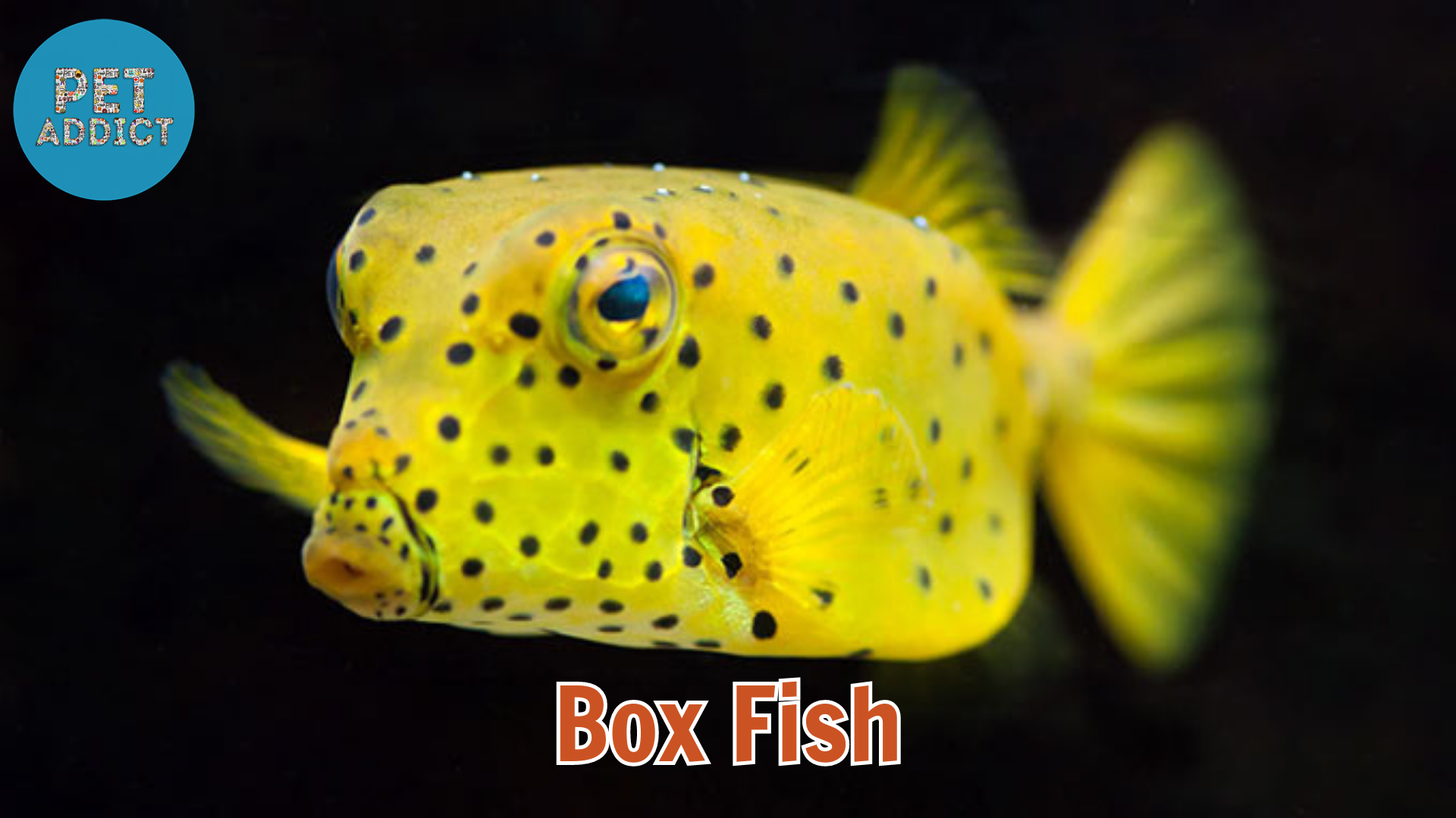 Box Fish: A Unique and Fascinating Addition to Your Aquarium