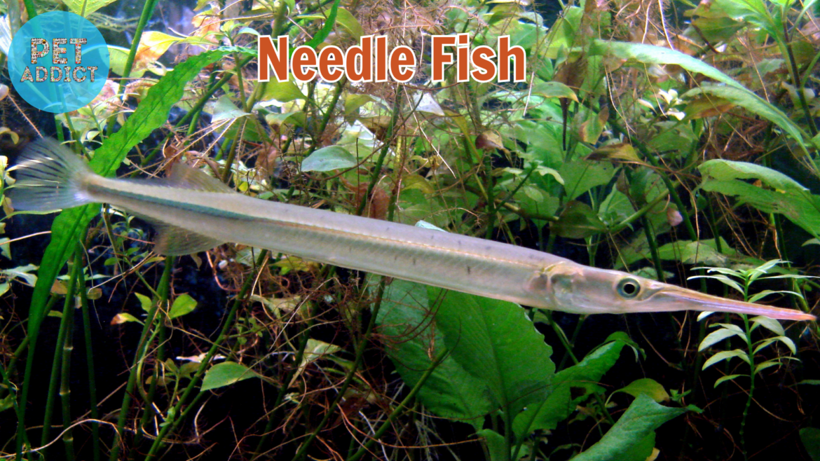 Needlefish in Aquariums: Captivating Elegance Beneath the Glass