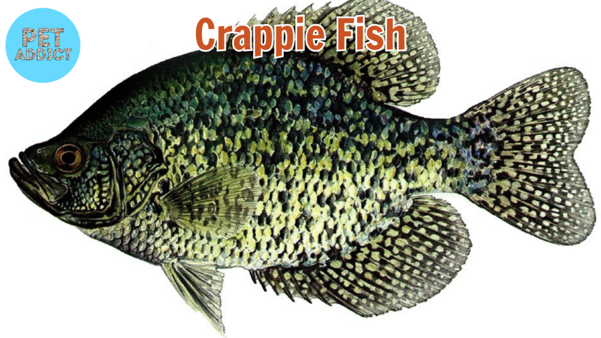 Exploring the Different Types of Crappie Fish