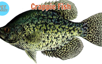 crappie fish