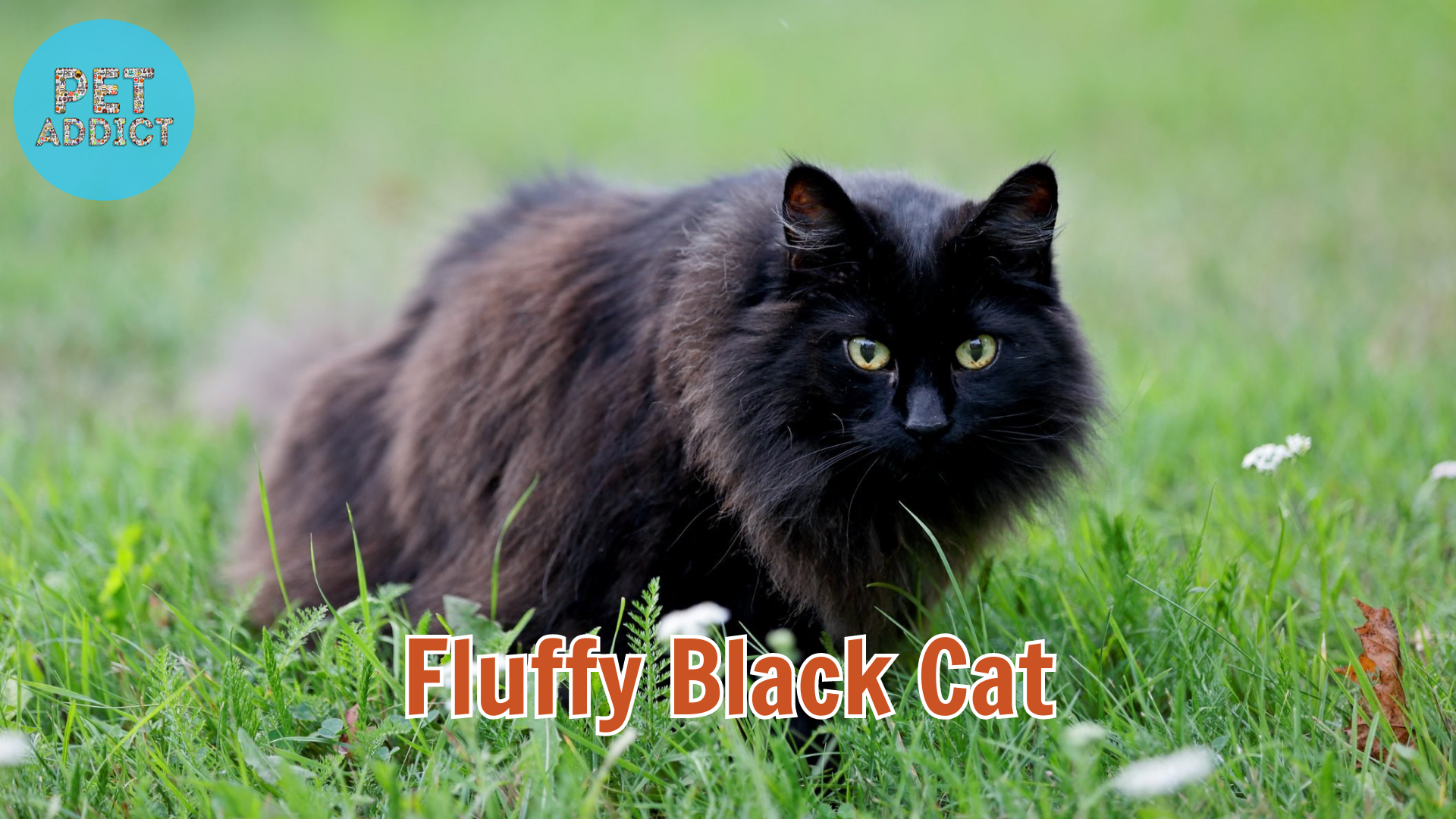 Fluffy Black Cat Breeds