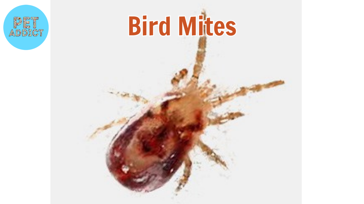 Dealing with Bird Mites: Identification, Prevention, and Control