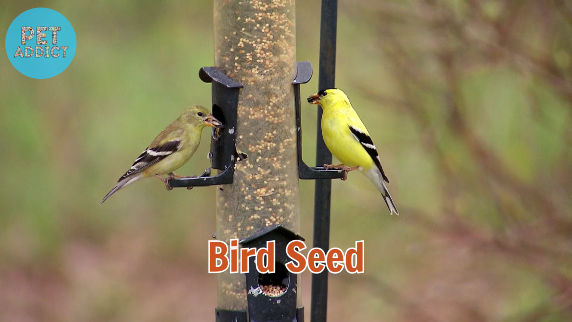 Bird Seed Types: A Guide to Feeding Your Feathered Friends