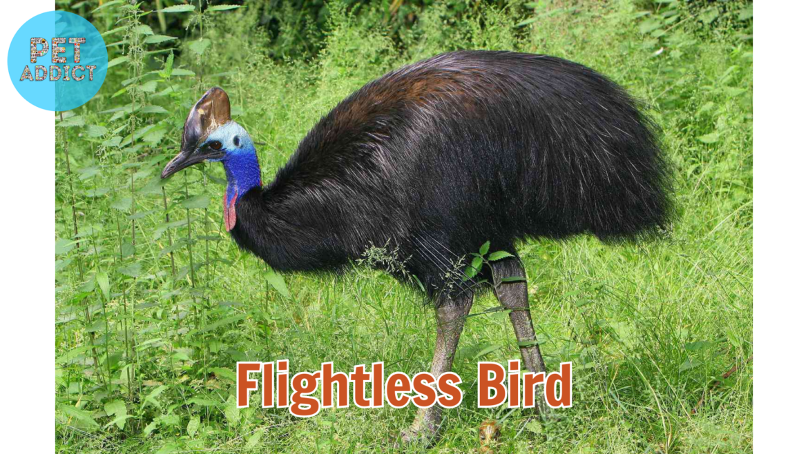 Flightless Bird Breeds: Fascinating World of Non-Flying Avians