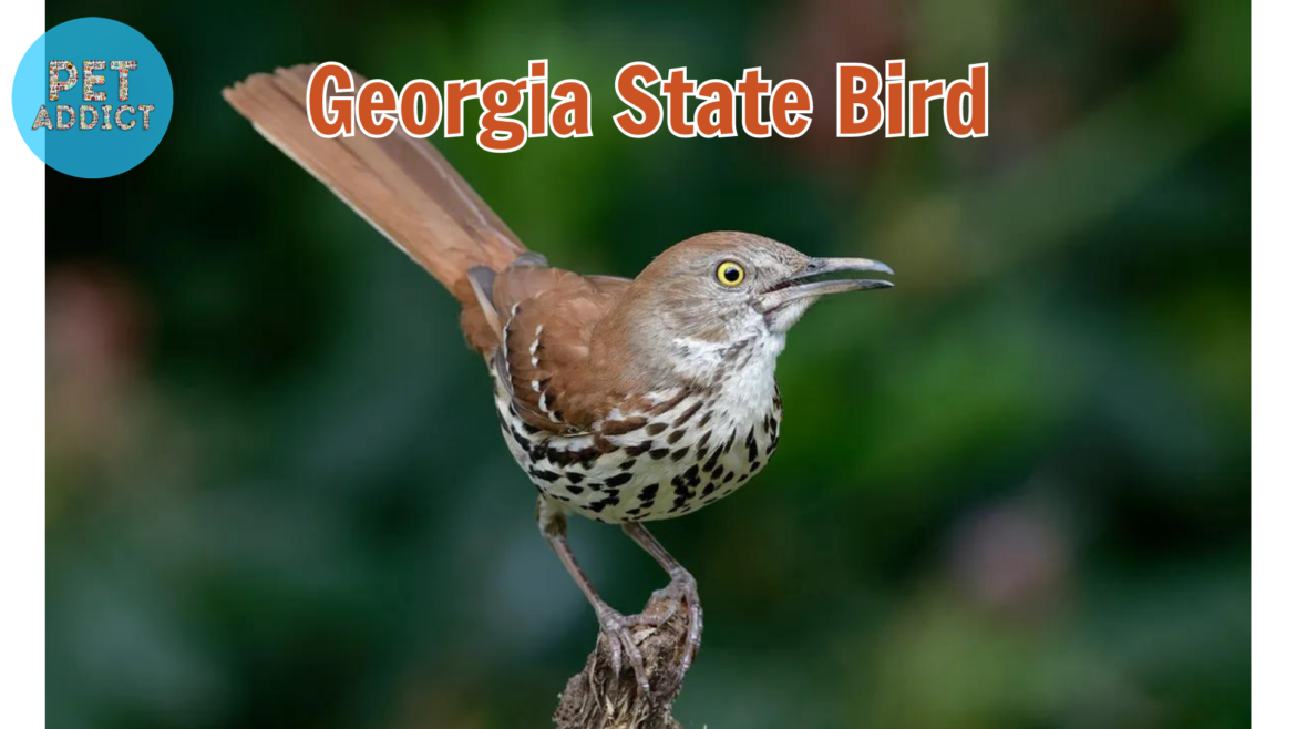Brown Thrasher: Georgia State Bird