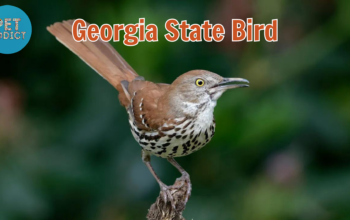 georgia state bird