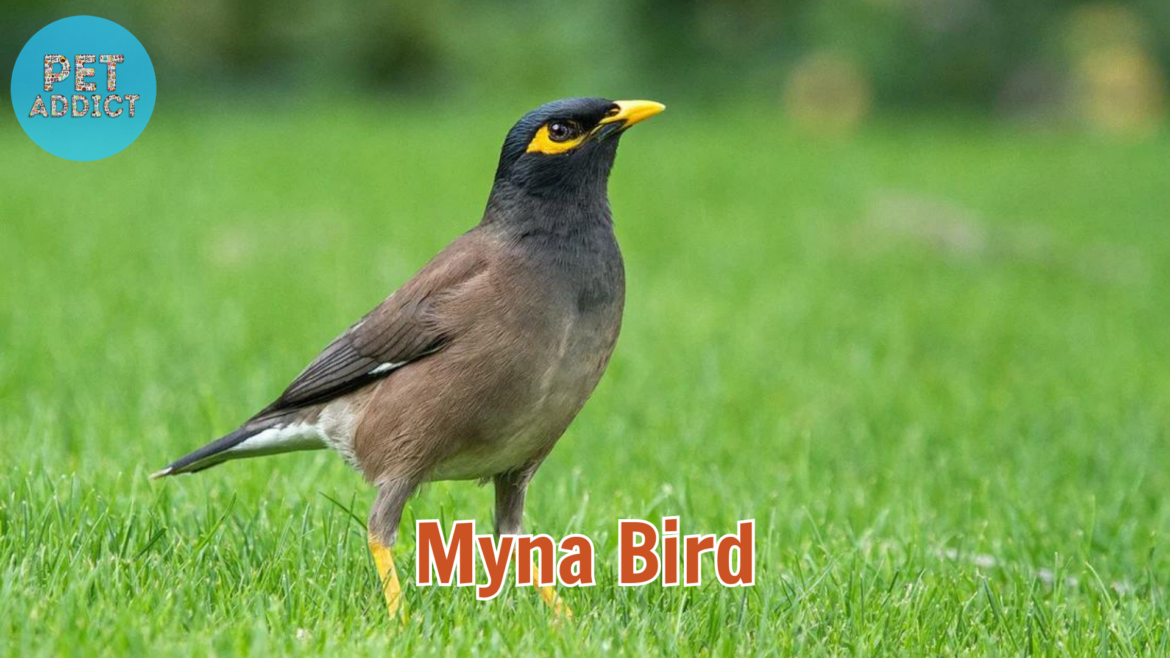 A Comprehensive Scientific Exploration of the Myna Bird