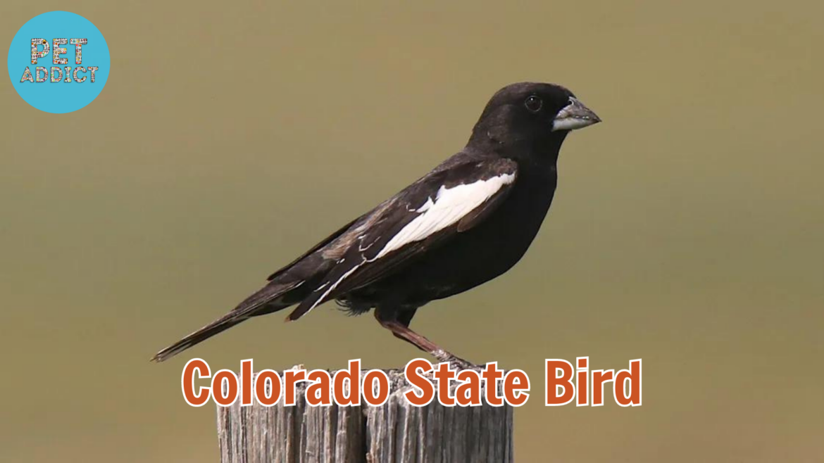Colorado’s Avian Treasure: The Lark Bunting – Colorado State Bird