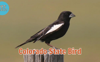 colorado state bird