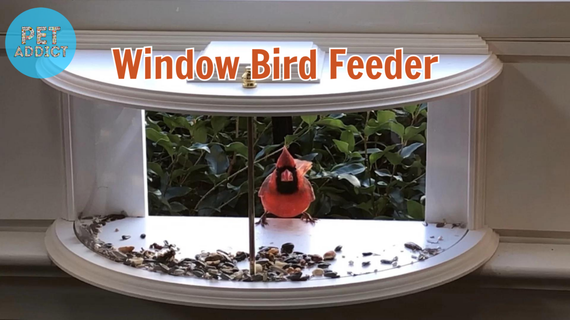 Bringing Nature Closer: Window Bird Feeder