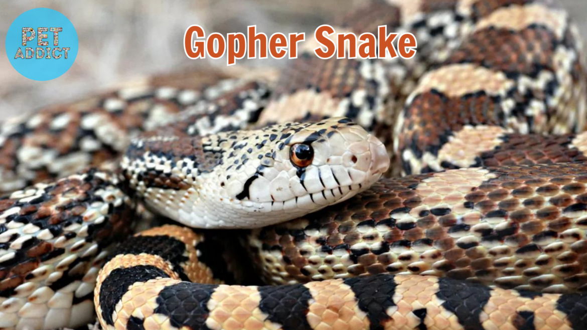 The Ultimate Guide to Keeping a Gopher Snake as a Pet