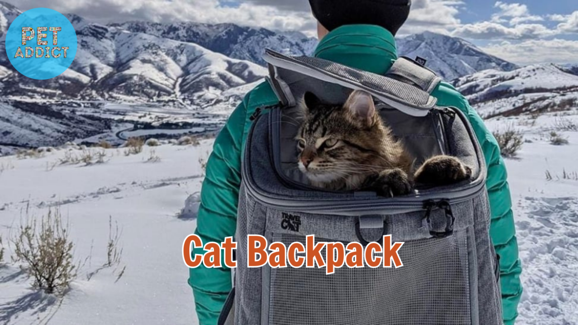 Why Choose a Cat Backpack?