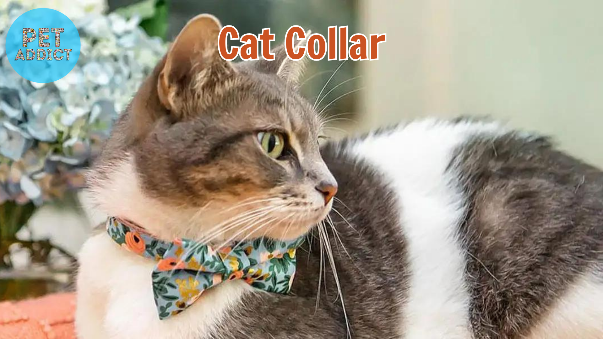 Understanding Different Types of Cat Collar