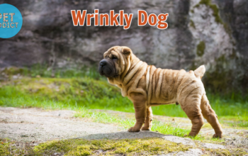 wrinkly dog