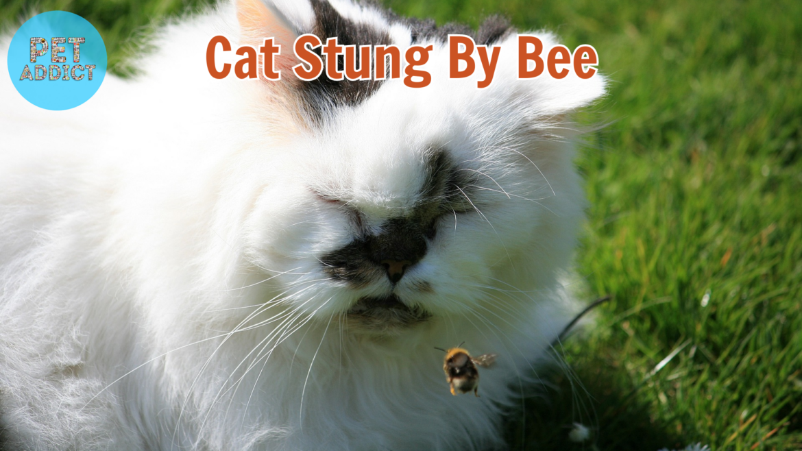 Cat Stung by a Bee: What to Do and How to Help