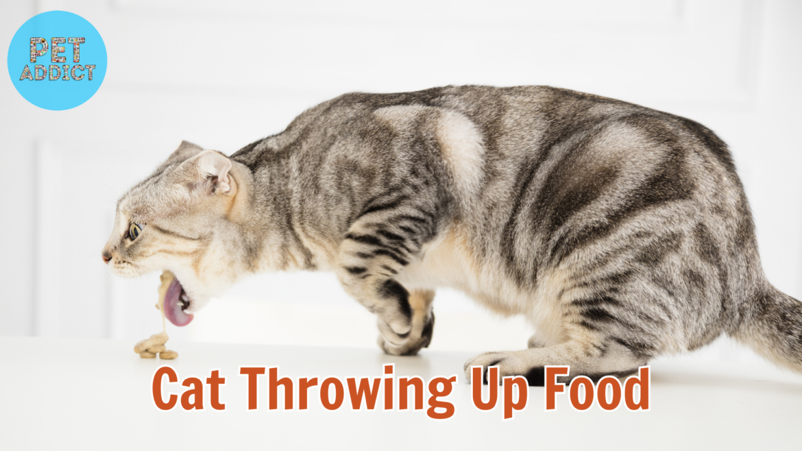 Cat Throwing Up Food: Causes and What You Can Do