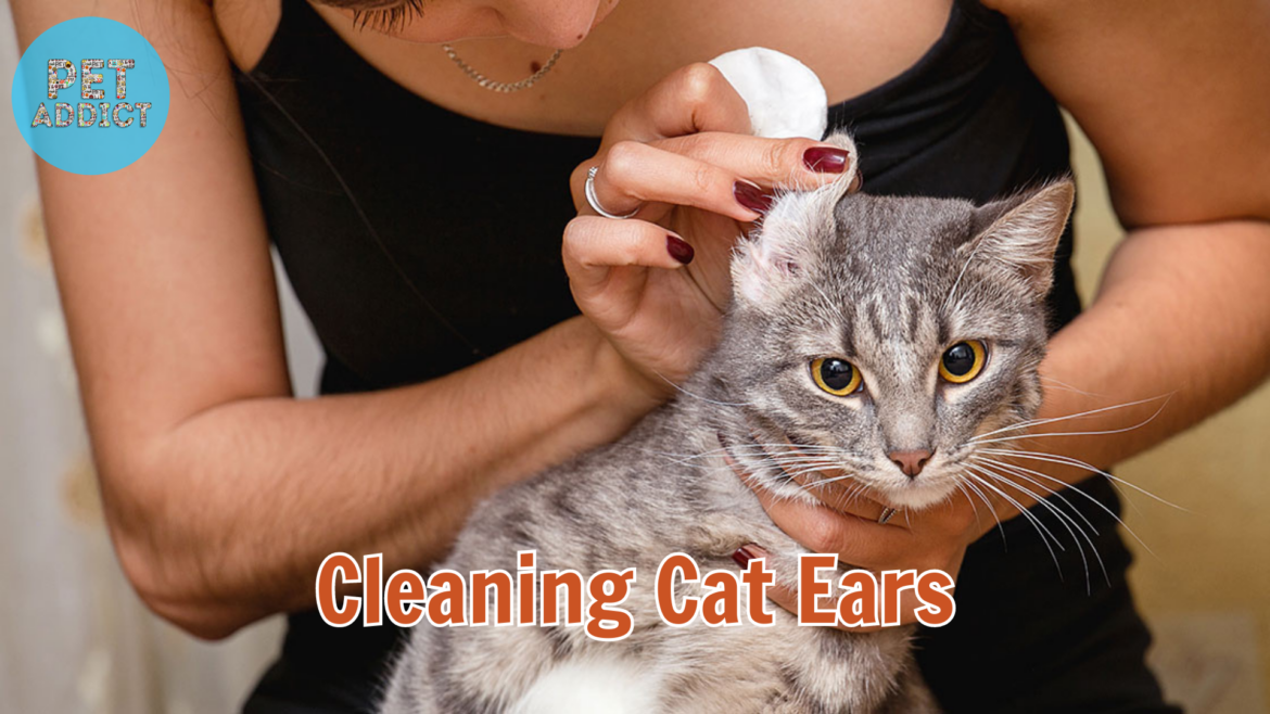 Cleaning Cat Ears Safely and Effectively