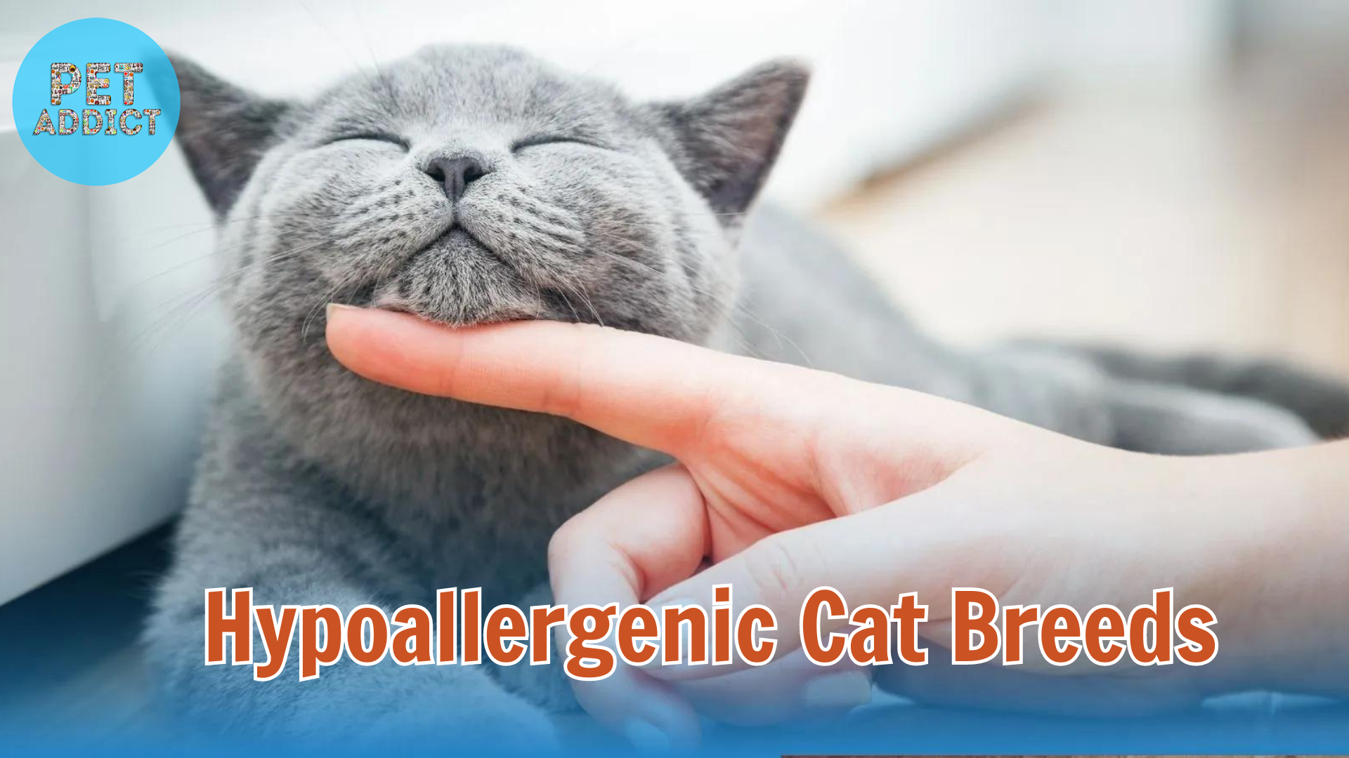 Exploring Hypoallergenic Cat Breeds