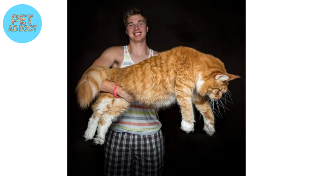 large cat breeds