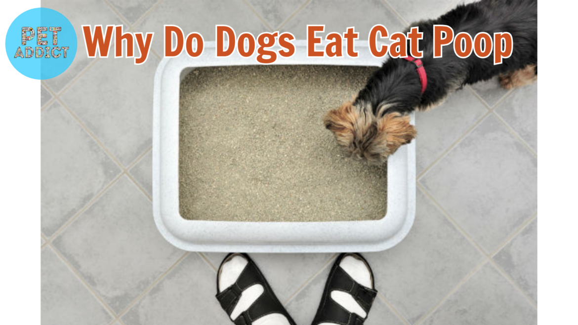 Exploring the Curious Behavior: Why Do Dogs Eat Cat Poop?