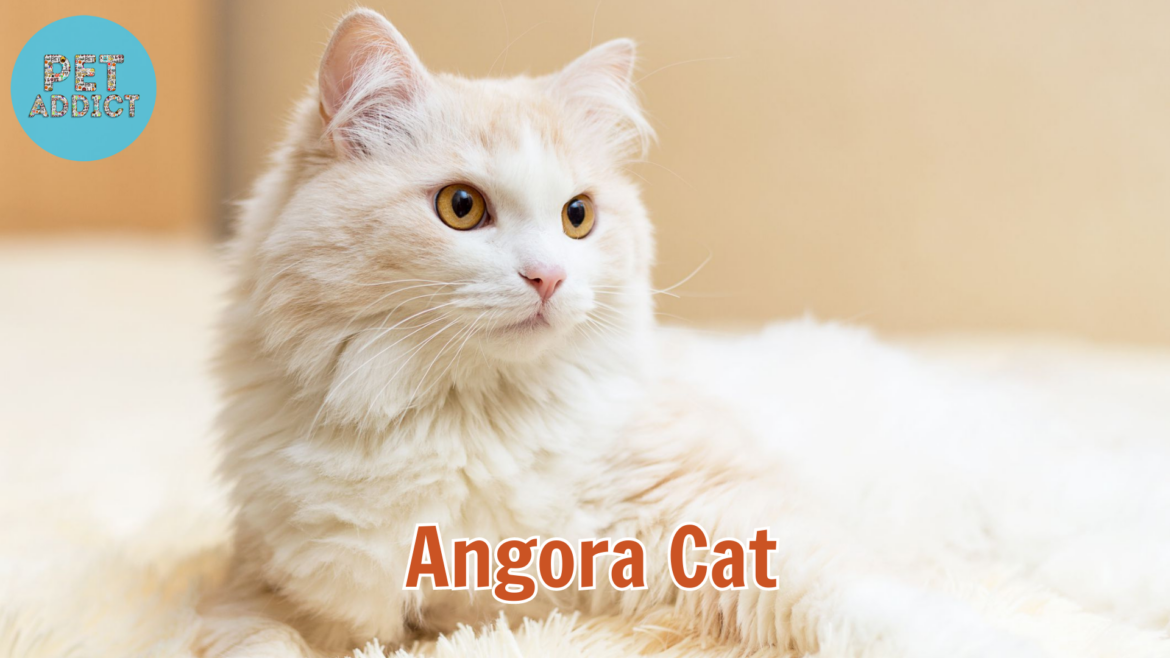 Angora Cat: A Guide for Cat Enthusiasts